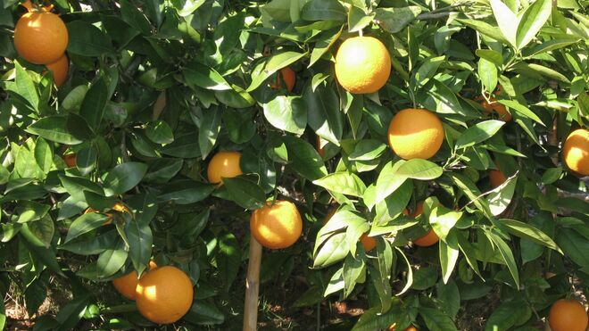 5 de Octubre: XXVII Domingo del Tiempo Ordinario