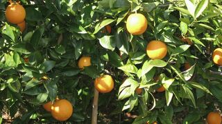 5 de Octubre: XXVII Domingo del Tiempo Ordinario