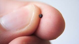 Como un grano de mostaza