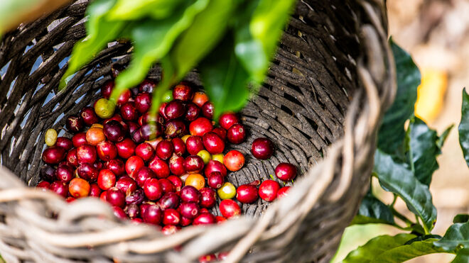 Café, clave para la inversión