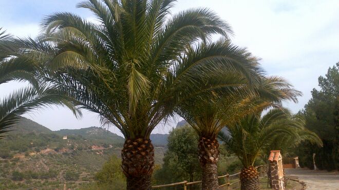 I Viernes de Adviento