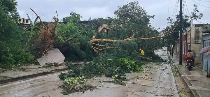 arboles derribados por el huracan