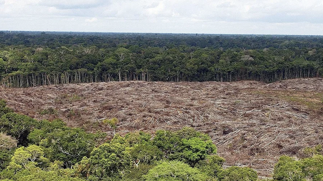 Deforestación en la Amazonía