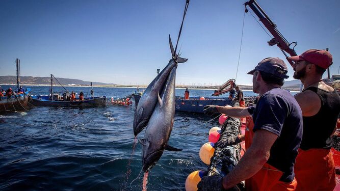 Pesca de atunes