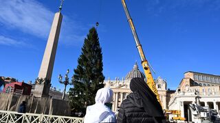 El abeto de Navidad del Vaticano