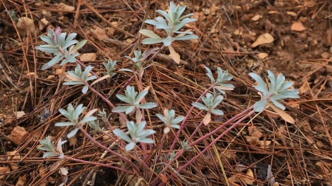 14 de Diciembre: III Domingo de Adviento