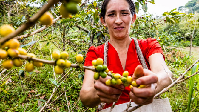 Caficultores de Perú.